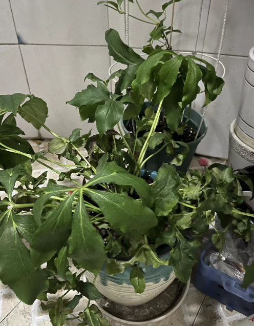 新买盆栽花卉正确的浇水方法