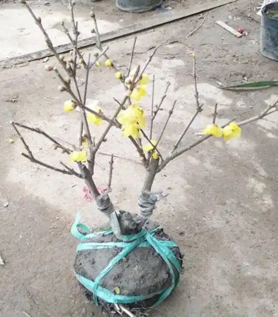 腊梅上盆种植方法与技巧