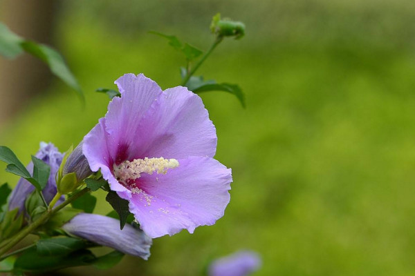 木槿花花语