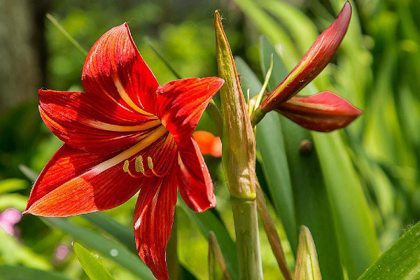 朱顶红的养殖方法和注意事项,保障通风避免虫害