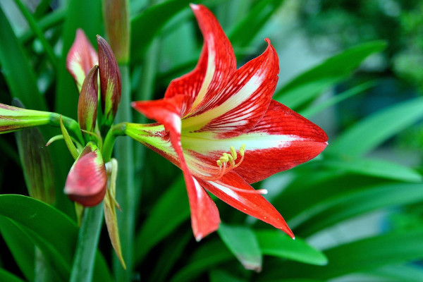 朱顶红的养殖方法和注意事项,保障通风避免虫害