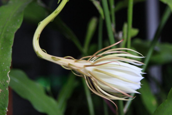 怎样防止昙花花苞掉落