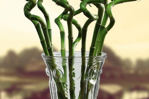 水培富贵竹的养殖方法和注意事项水养