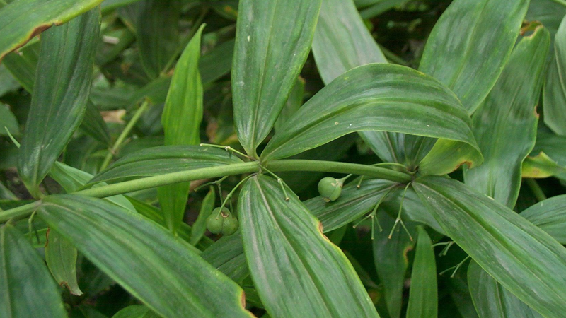 黄精种植技术