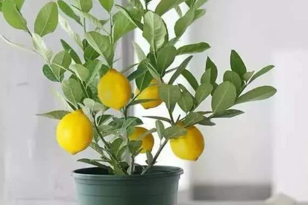 柠檬树盆栽的养殖方法和注意事项