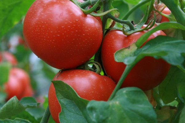 西红柿如何修剪枝叶