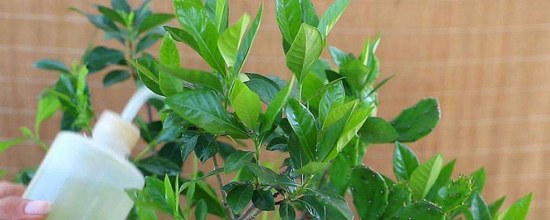 栀子花夏天需要每天浇水吗