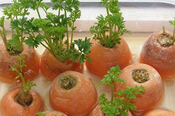 胡萝卜根水培能活多久