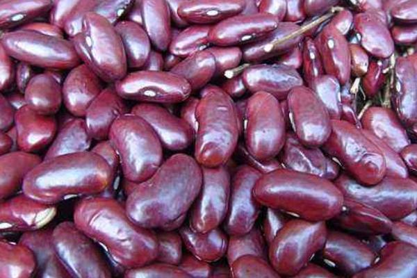 红芸豆种植时间和技术