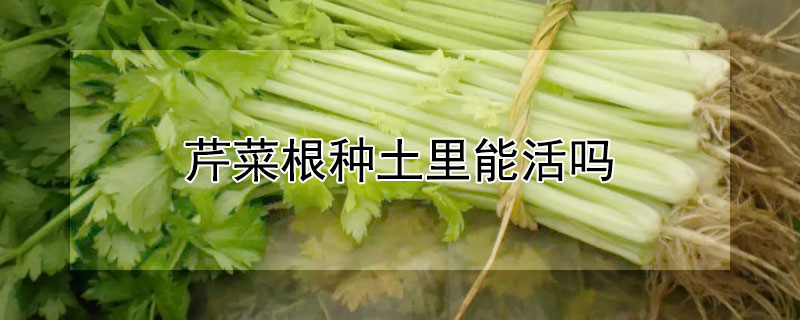 芹菜根种土里能活吗