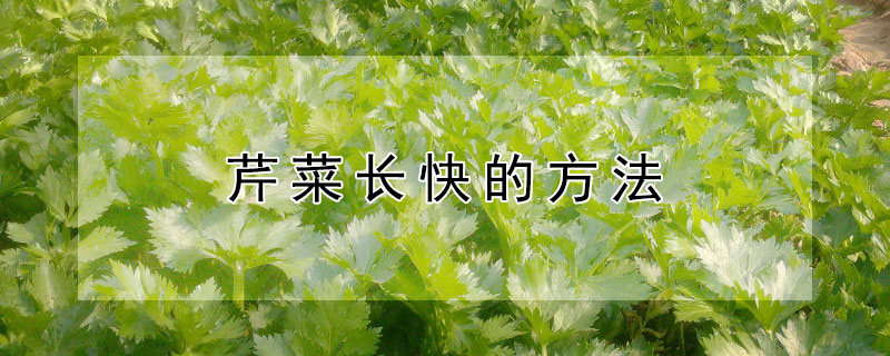 芹菜长快的方法