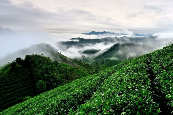 种植茶树的要求