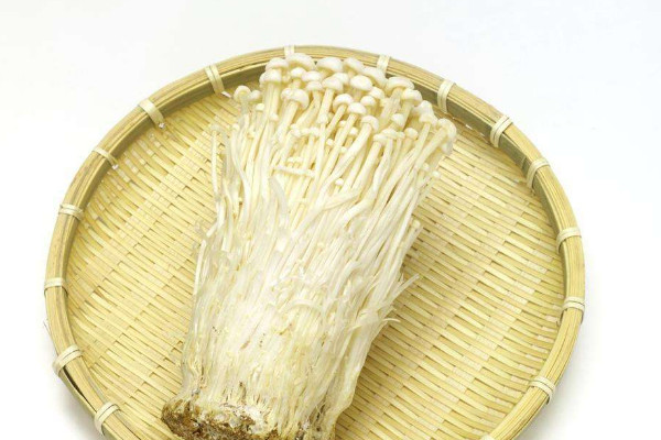 金针菇菌包怎么养出来
