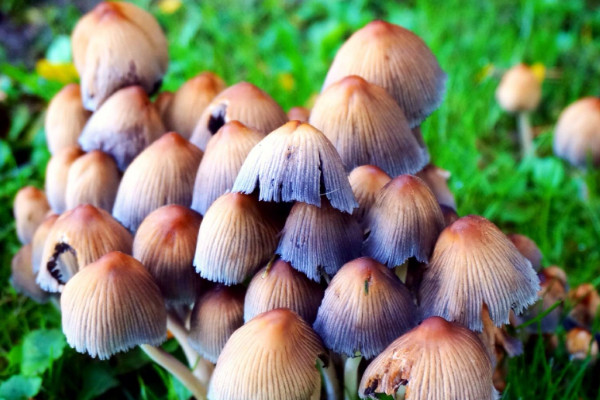 怎么辨别野蘑菇是否有毒