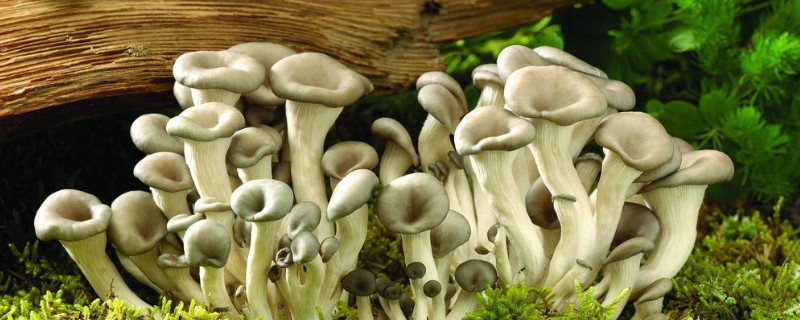 怎么辨别野蘑菇是否有毒