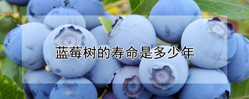 蓝莓树的寿命是多少年