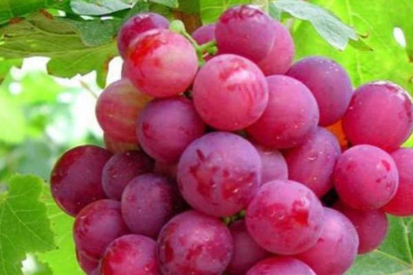 热销葡萄品种