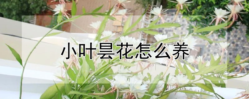 小叶昙花怎么养