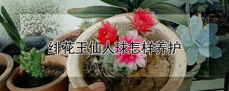 绯花玉仙人球怎样养护