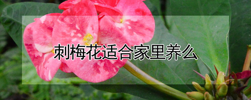 刺梅花适合家里养么