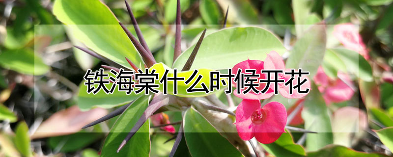 铁海棠什么时候开花