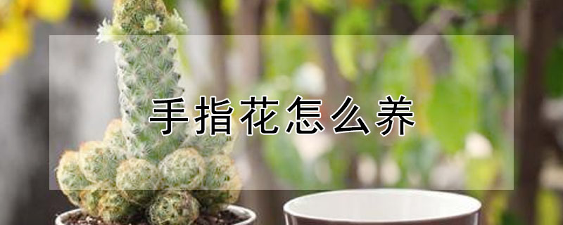 手指花怎么养