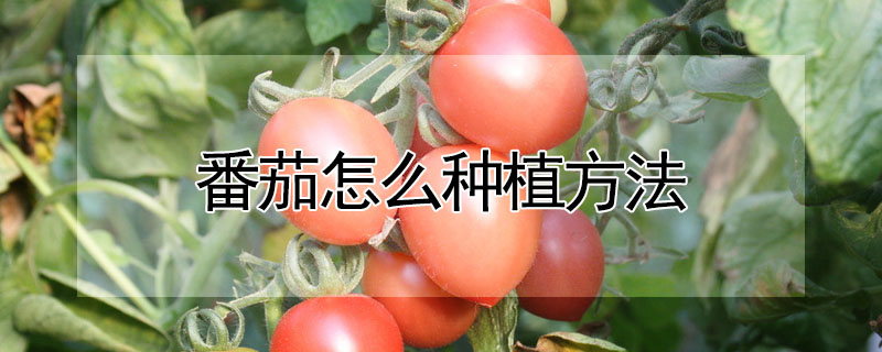 番茄怎么种植方法