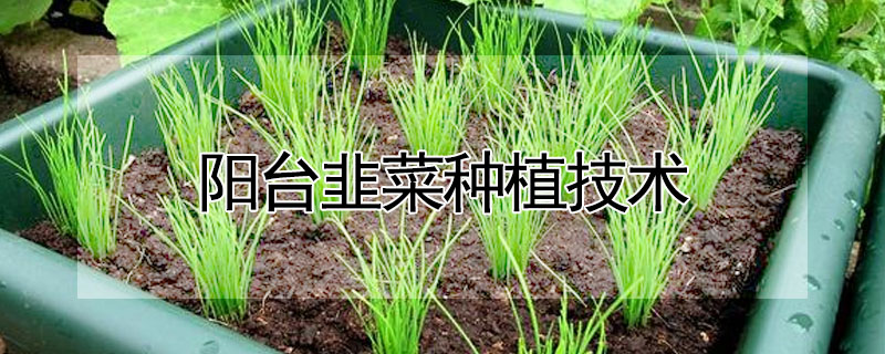阳台韭菜种植技术