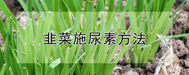 韭菜施尿素方法