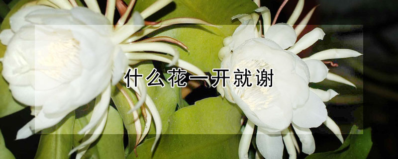 什么花一开就谢