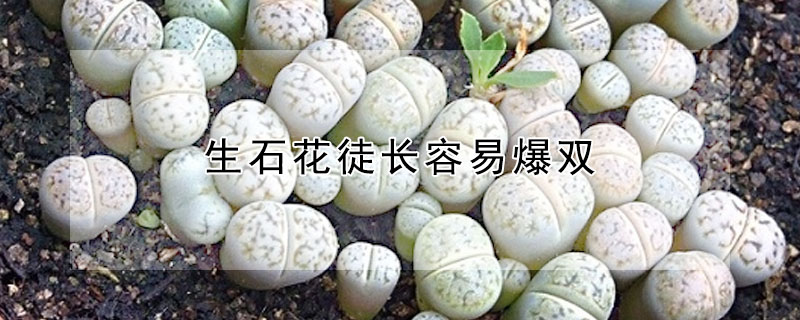 生石花徒长容易爆双