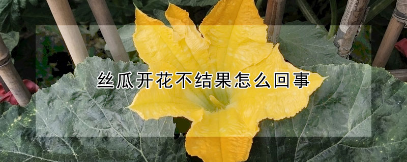 丝瓜开花不结果怎么回事