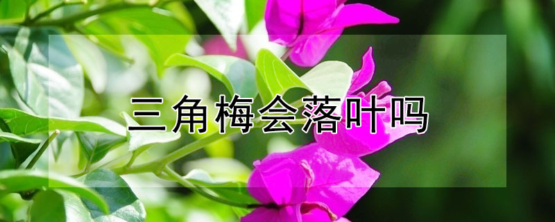 三角梅会落叶吗