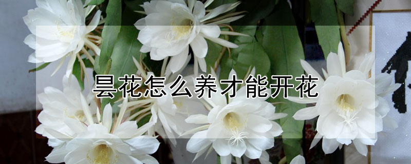 昙花怎么养才能开花