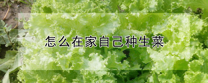 怎么在家自己种生菜