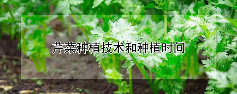 芹菜种植技术和种植时间