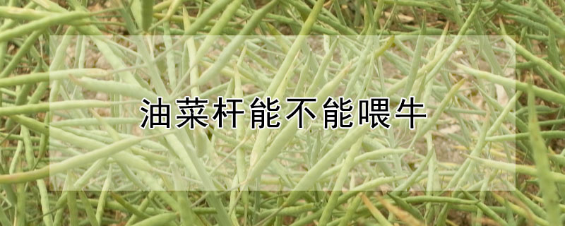 油菜杆能不能喂牛