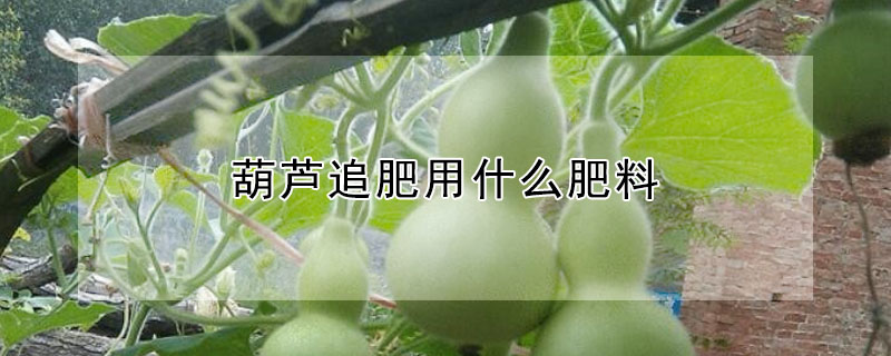 葫芦追肥用什么肥料