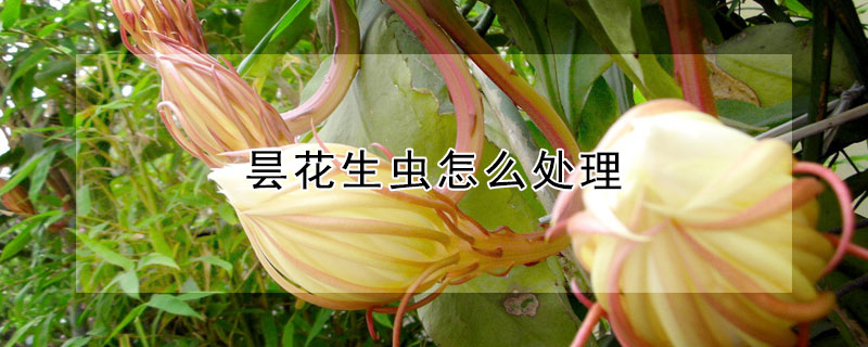 昙花生虫怎么处理