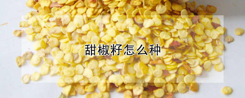 甜椒籽怎么种