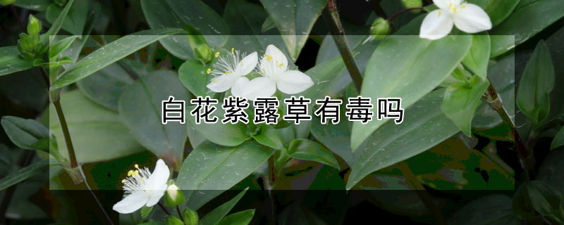 白花紫露草有毒吗