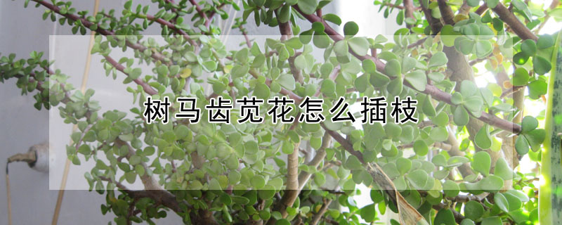 树马齿苋花怎么插枝