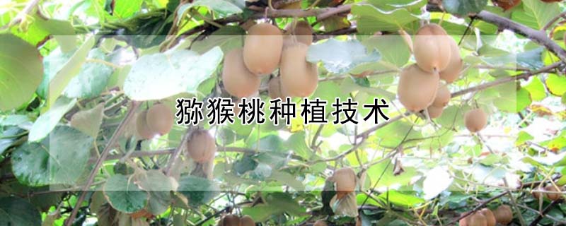 猕猴桃种植技术