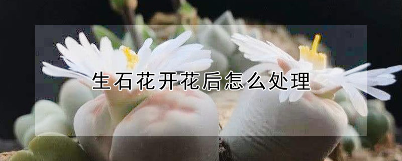 生石花开花后怎么处理