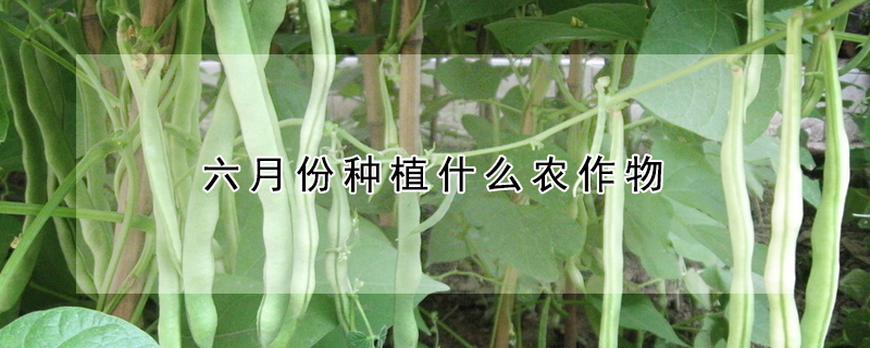 六月份种植什么农作物