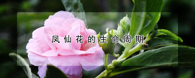 凤仙花的生命周期