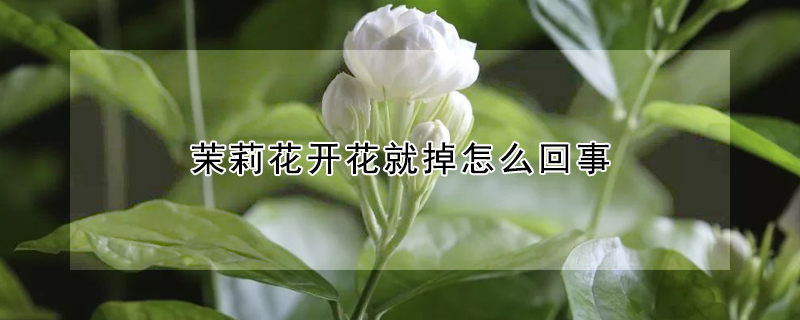 茉莉花开花就掉怎么回事