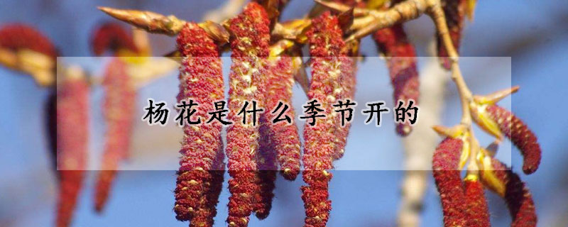 杨花是什么季节开的