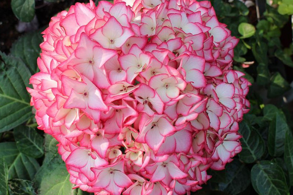绣球花最经典的30个品种 值得入手的绣球花品种