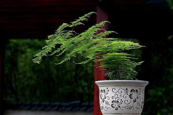 卧室宜摆放什么植物 卧室应该放什么植物